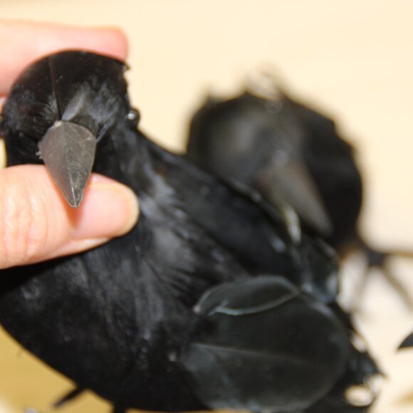 Vintage HALLOWEEN/SPOOKY Black Styrofoam and Feathered Ravens/Crows Lot of 5 - Picture 6 of 6
